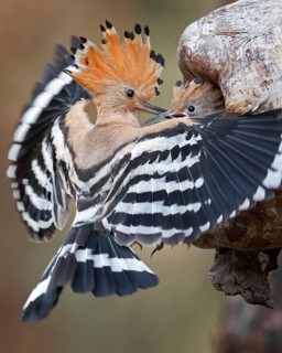 Eurasian Hoopoe (Upupa epops) feeding juvenile in breeding cavity, Saxony-Anhalt, Germany