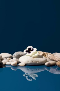 White pansy flower with a dark center, placed on smooth stones. The flower and stones are reflected