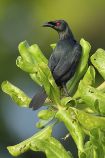 Asian Glossy Starling (Aplonis panayensis), Western Australia, Australia