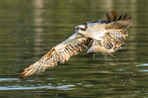 Western Osprey (Pandion haliaetus) flying with fish prey in its claws, Mecklenburg-Western