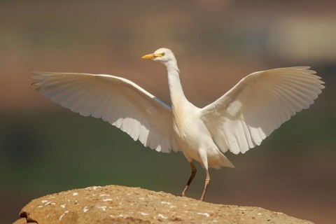 Western Cattle Egret (Bubulcus ibis) spreading wings, Spain