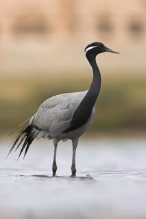 Demoiselle Crane (Grus virgo), Oman
