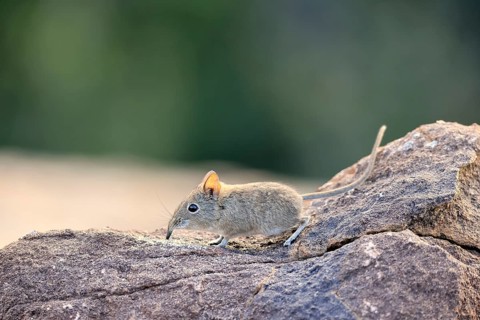 Short-eared Trunked Shrew (Macroscelides probosideus), Short-eared Elephant Shrew, Short-eared