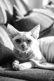 A captivating black and white photo of a devon rex cat lounging comfortably on a sofa, basking in