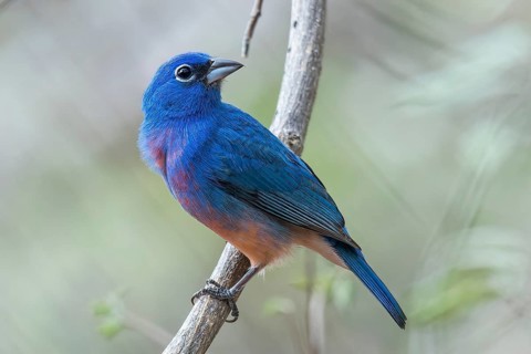 Rose-bellied Bunting (Passerina rositae) perched on a branch in Oaxaca, Mexico