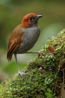 Chestnut-naped Antpitta (Grallaria nuchalis) perched on a branch in the South of Ecuador
