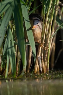 Little Bittern (Ixobrychus minutus) foraging, Bulgaria