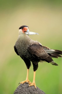 Crested caracara (Caracara plancus), adult, termite mound, with prey, with fish, Pantanal, Brazil