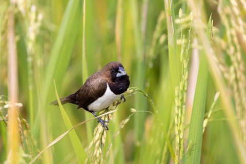 Javan Munia (Lonchura leucogastroides), Bali, Indonesia