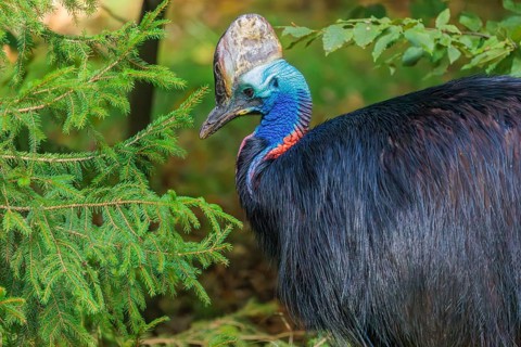 Portrait of a Southern Cassowary (Casuarius casuarius). Indonesia, Papua New Guinea, NE Australia