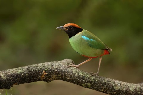 Hooded Pitta (Pitta sordida) perched on a branch, Sengkang, Singapore