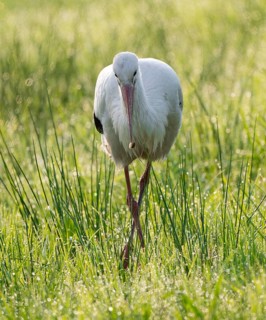 White stork (Ciconia ciconia) foraging in a meadow in the early morning, snail in its beak, dew