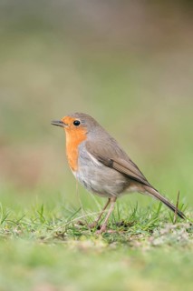 European Robin (Erithacus rubecula) perched on the ground, Sweden