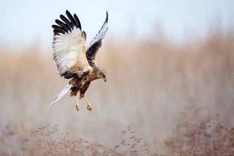 Western Marsh Harrier (Circus aeruginosus) male flying, Castile-La Mancha, Spain