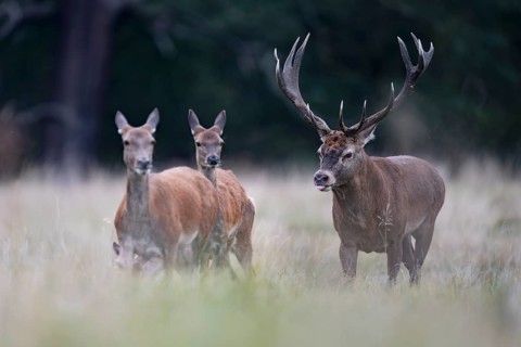 Red deer at the rutting 2025, London, Great Britain