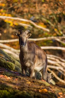 A female Himalayan tahr (Hemitragus jemlahicus) stands on a rock. In the background is a dense