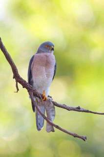 Schikra, Schikrasperber, (Accipiter badius), family of goshawk species, perch, Brufut woods,
