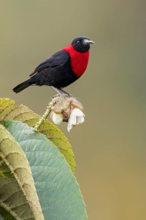 Red-collared Myzomela (Myzomela rosenbergii) perched on a branch in Papua New Guinea