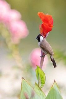 White-eared Bulbul, (Pycnonotus leucotis), animal, animals, bird, birds, family of bulbul, biotope,