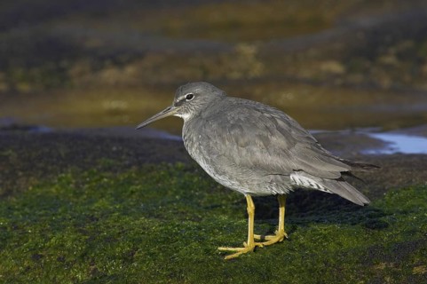 Wandering Tattler (Tringa incana), California, USA