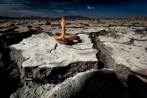 A salmon-bellied racer searches high and low for the last remaining snails in the cracked mud of
