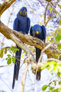 Hyacinth Macaw (Anodorhynchus hyacinthinus) Pantanal Brazil
