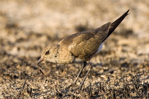 Australian Pratincole (Stiltia isabella), Western Australia, Australia