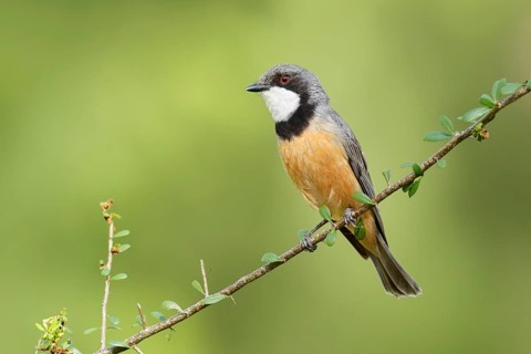 Rufous Whistler (Pachycephala rufiventris) male, Victoria, Australia
