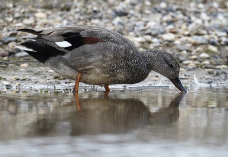 Gadwall (Mareca strepera) male, Schleswig-Holstein, Germany