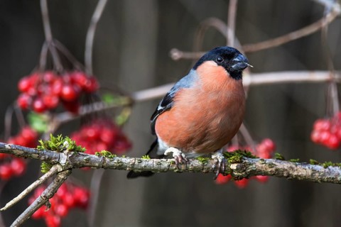 Male bullfinch (Pyrrhula pyrrhula) with strong colours sitting on a branch, in the background