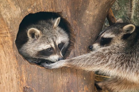 Raccoon (Procyon lotor), in a tree in a forest, Bavaria, Germany