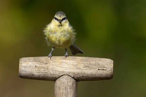 Blue tit (Cyanistes caeruleus) adult garden bird on a fork handle, Suffolk, England, United Kingdom