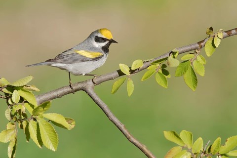 Golden-winged Warbler (Vermivora chrysoptera) male, Texas, USA