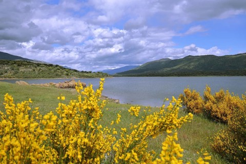 Embalse del Jerte with blooming yellow broom, reservoir, seascape, lakeside, mountains, Valle del