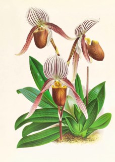 Orchid, Cypripedium selligerum majus, authentic reproduction of an illustration by Jean Jules