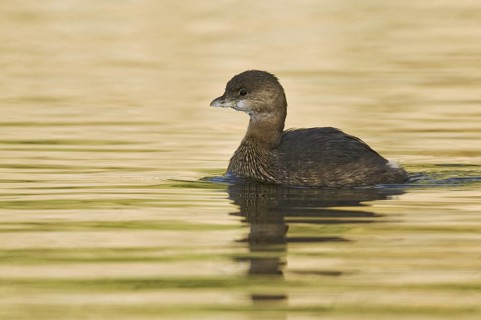Pied-billed Grebe (Podilymbus podiceps), Arizona, USA