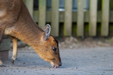 Muntjac deer (Muntiacus reevesi) adult animal feeding underneath bird feeders, RSPB Minsmere nature