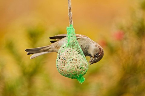 Male house sparrow (Passer domesticus) feeding on a hanging suet ball at a garden bird feeder, warm