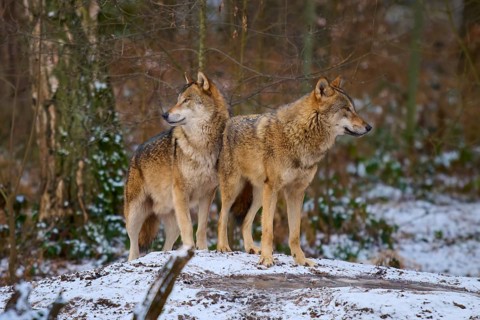 Calm wolves on a hill in a snowy winter forest, Winter, Wolf (Canis lupus), Germany