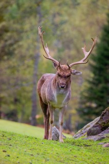 A male fallow deer (Dama dama) stands on a green meadow inside a forest
