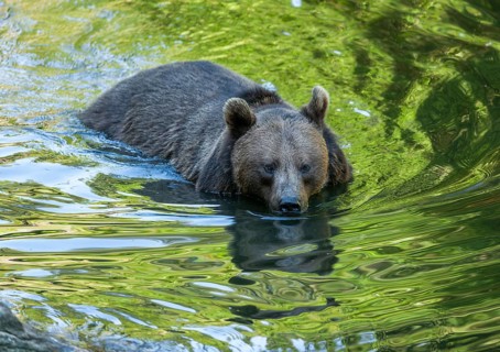 Brown bear (Ursus arctos) standing in a pond, captive, Bavarian Forest National Park, Bavaria,