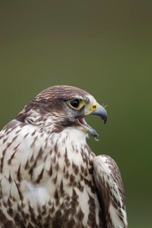 Saker falcon (Falco cherrug) adult bird head portrait, England, United Kingdom - Captive