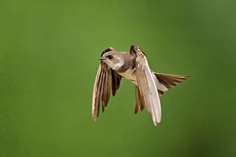 Sand martin (Riparia riparia), in flight, Reussegg nature reserve, Canton Aargau, Switzerland