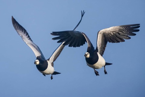 Barnacle Goose (Branta leucopsis) flying, Netherlands