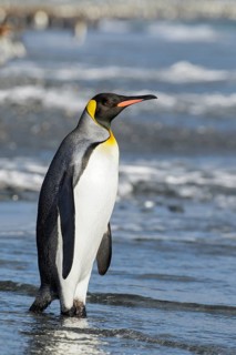 King Penguin (Aptenodytes patagonicus) perched on a rocky beach on South Georgia Island