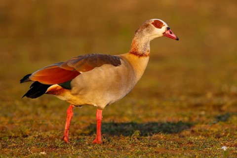 Egyptian Goose (Alopochen aegyptiaca), North Rhine-Westphalia, Germany