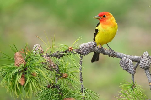 Western Tanager (Piranga ludoviciana) male perched on a branch, Colorado, USA