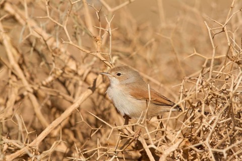 Spectacled Warbler (Sylvia conspicillata) female, Morocco