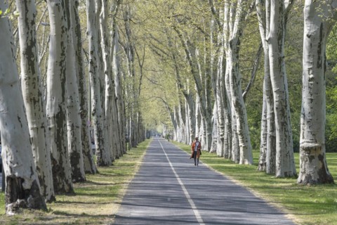 Treptower Park, plane tree (Platanus × hispanica), Puschkinallee, Anchers Havecenter, Berlin,