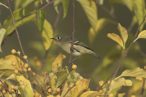Ruby-crowned Kinglet (Regulus calendula), Ontario, Canada
